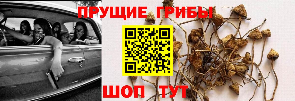 Выборг  Галлюциногенные грибы MAGIC MUSHROOMS  Вход с VPN 